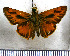 (Hylephila adriennae - JFDA4168)  @11 [ ] by-nc-sa (2025) Jean F. Le Crom Jean F. Le Crom