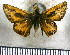  (Hylephila peruana - JFDA4173)  @11 [ ] by-nc-sa (2025) Jean F. Le Crom Jean F. Le Crom
