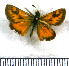  (Hylephila venustus - JFDA4174)  @11 [ ] by-nc-sa (2025) Jean F. Le Crom Jean F. Le Crom