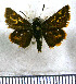  (Atalopedes lina - JFDA4179)  @11 [ ] by-nc-sa (2025) Jean F. Le Crom Jean F. Le Crom