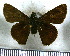  (Mnaseas kayei - JFDA4200)  @11 [ ] by-nc-sa (2025) Jean F. Le Crom Jean F. Le Crom