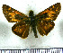  (Atalopedes huron - JFDA4201)  @11 [ ] by-nc-sa (2025) Jean F. Le Crom Jean F. Le Crom