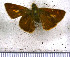  (Quasimellana sethos - JFDA4216)  @11 [ ] by-nc-sa (2025) Jean F. Le Crom Jean F. Le Crom