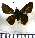  (Metron chrysogastra - JFDA4230)  @11 [ ] by-nc-sa (2025) Jean F. Le Crom Jean F. Le Crom
