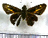  (Psoralis calcarea - JFDA4239)  @11 [ ] by-nc-sa (2025) Jean F. Le Crom Jean F. Le Crom