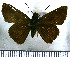  (Lerema pattenii - JFDA4288)  @11 [ ] by-nc-sa (2025) Jean F. Le Crom Jean F. Le Crom