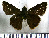  (Lerema geisa - JFDA4289)  @11 [ ] by-nc-sa (2025) Jean F. Le Crom Jean F. Le Crom