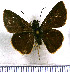  (Lerema ancus - JFDA4294)  @11 [ ] by-nc-sa (2025) Jean F. Le Crom Jean F. Le Crom