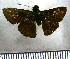  (Lerema subgrisea - JFDA4299)  @11 [ ] by-nc-sa (2025) Jean F. Le Crom Jean F. Le Crom