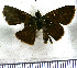  (Lerema compta - JFDA4301)  @11 [ ] by-nc-sa (2025) Jean F. Le Crom Jean F. Le Crom