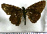  (Adlerodea - JFDA4308)  @11 [ ] by-nc-sa (2025) Jean F. Le Crom Jean F. Le Crom