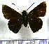  (Mucia - JFDA4317)  @11 [ ] by-nc-sa (2025) Jean F. Le Crom Jean F. Le Crom