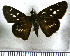  (Phlebodes fuldai - JFDA4338)  @11 [ ] by-nc-sa (2025) Jean F. Le Crom Jean F. Le Crom