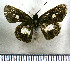  (Vettius crispa - JFDA4341)  @11 [ ] by-nc-sa (2025) Jean F. Le Crom Jean F. Le Crom