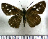  (Corra catargyra - JFDA4355)  @11 [ ] by-nc-sa (2025) Jean F. Le Crom Jean F. Le Crom