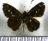  (Justinia justinianus - JFDA4370)  @11 [ ] by-nc-sa (2025) Jean F. Le Crom Jean F. Le Crom