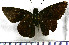  (Eutychide paria - JFDA4374)  @11 [ ] by-nc-sa (2025) Jean F. Le Crom Jean F. Le Crom
