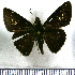  (Decinea mammaea - JFDA4393)  @11 [ ] by-nc-sa (2025) Jean F. Le Crom Jean F. Le Crom