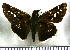  (Thespieus tihoneta - JFDA4401)  @11 [ ] by-nc-sa (2025) Jean F. Le Crom Jean F. Le Crom
