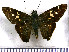  (Vacerra caniola - JFDA4416)  @11 [ ] by-nc-sa (2025) Jean F. Le Crom Jean F. Le Crom