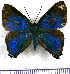 (Brangas coccineifrons - JFDA4501)  @11 [ ] by-nc-sa (2025) Jean F. Le Crom Jean F. Le Crom