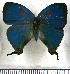 (Theritas triquetra - JFDA4618)  @11 [ ] by-nc-sa (2025) Jean F. Le Crom Jean F. Le Crom