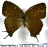  (Theritas paupera - JFDA4622)  @11 [ ] by-nc-sa (2025) Jean F. Le Crom Jean F. Le Crom