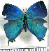  (Theritas margaritacea - JFDA4623)  @11 [ ] by-nc-sa (2025) Jean F. Le Crom Jean F. Le Crom
