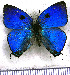  (Theritas crines - JFDA4650)  @11 [ ] by-nc-sa (2025) Jean F. Le Crom Jean F. Le Crom