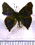  ( - JFDA4665)  @11 [ ] by-nc-sa (2025) Jean F. Le Crom Jean F. Le Crom
