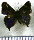  ( - JFDA4667)  @11 [ ] by-nc-sa (2025) Jean F. Le Crom Jean F. Le Crom
