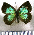  (Podanotum clarissimus - JFDA4674)  @11 [ ] by-nc-sa (2025) Jean F. Le Crom Jean F. Le Crom