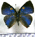 (Rekoa stagira - JFDA4686)  @11 [ ] by-nc-sa (2025) Jean F. Le Crom Jean F. Le Crom