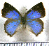  (Rhamma mishma - JFDA4697)  @11 [ ] by-nc-sa (2025) Jean F. Le Crom Jean F. Le Crom
