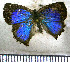  (Rhamma tyrrius - JFDA4698)  @11 [ ] by-nc-sa (2025) Jean F. Le Crom Jean F. Le Crom