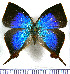 (Micandra cyda - JFDA4755)  @11 [ ] by-nc-sa (2025) Jean F. Le Crom Jean F. Le Crom