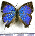  (Micandra ion - JFDA4757)  @11 [ ] by-nc-sa (2025) Jean F. Le Crom Jean F. Le Crom
