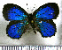  (Timaeta balzabamba - JFDA4763)  @11 [ ] by-nc-sa (2025) Jean F. Le Crom Jean F. Le Crom