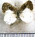  (Arawacus dumenilii - JFDA4784)  @11 [ ] by-nc-sa (2025) Jean F. Le Crom Jean F. Le Crom