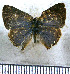  (Cyanophrys velezi - JFDA4834)  @11 [ ] by-nc-sa (2025) Jean F. Le Crom Jean F. Le Crom