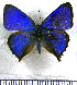  ( - JFDA4855)  @11 [ ] by-nc-sa (2025) Jean F. Le Crom Jean F. Le Crom