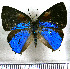  (Bistonina erema - JFDA4868)  @11 [ ] by-nc-sa (2025) Jean F. Le Crom Jean F. Le Crom