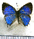  (Thestius epopea - JFDA4873)  @11 [ ] by-nc-sa (2025) Jean F. Le Crom Jean F. Le Crom