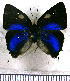  (Thestius lycabas - JFDA4874)  @11 [ ] by-nc-sa (2025) Jean F. Le Crom Jean F. Le Crom