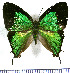  (Laothus cockaynei - JFDA4883)  @11 [ ] by-nc-sa (2025) Jean F. Le Crom Jean F. Le Crom
