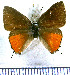  (Electrostrymon constantinoi - JFDA4982)  @11 [ ] by-nc-sa (2025) Jean F. Le Crom Jean F. Le Crom