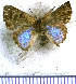  ( - JFDA5016)  @11 [ ] by-nc-sa (2025) Jean F. Le Crom Jean F. Le Crom
