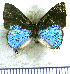  (Calycopis petaurister - JFDA5020)  @11 [ ] by-nc-sa (2025) Jean F. Le Crom Jean F. Le Crom