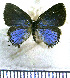  (Calycopis janeirica - JFDA5034)  @11 [ ] by-nc-sa (2025) Jean F. Le Crom Jean F. Le Crom