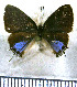  (Calycopis lerbela - JFDA5035)  @11 [ ] by-nc-sa (2025) Jean F. Le Crom Jean F. Le Crom